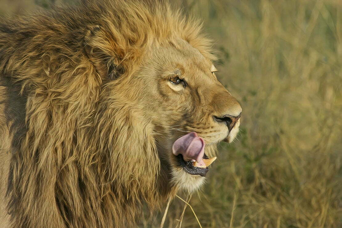 Leão com a lingua de fora