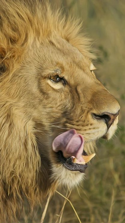 Leão com a lingua de fora