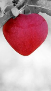 Maça vermelha em formato de amor no tratamento alternativo do alzheimer