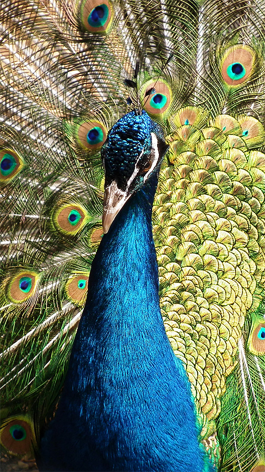 pavao azul com cauda aberta